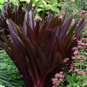 Eucomis 'Oakhurst' Eucomis 'Oakhurst'