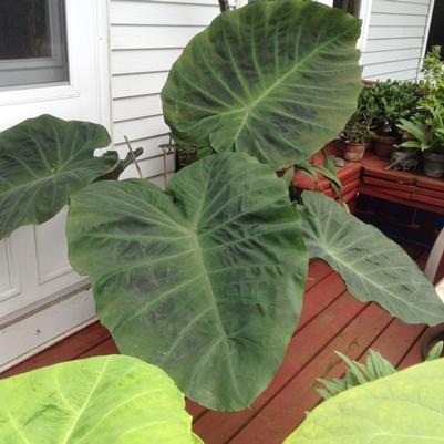Colocasia 'Maximus Gigante' Colocasia 'Maximus Gigante'