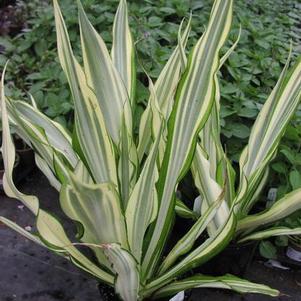 Furcraea foetida 'Mediopicta' Furcraea foetida 'Mediopicta'
