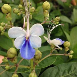 Rotheca myricoides Rotheca myricoides