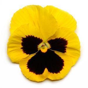 Pansy 'Spring Matrix Yellow Blotch' Pansy 'Spring Matrix Yellow Blotch'