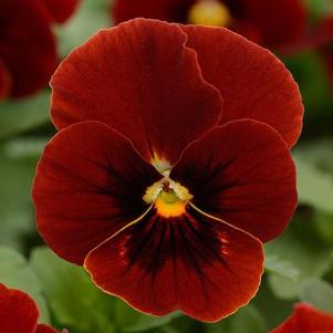 Viola 'Sorbet XP Red Blotch' Viola 'Sorbet XP Red Blotch'