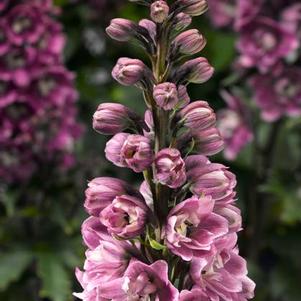 Delphinium e. 'Delphina Rose with White Bee' Delphinium e. 'Delphina Rose with White Bee'