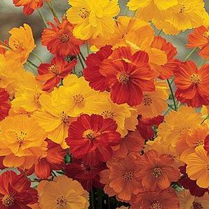 Cosmos sulpheureus 'Bright Lights' Cosmos sulpheureus 'Bright Lights'