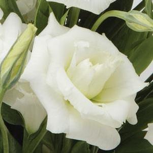 Lisianthus 'ABC White' Lisianthus 'ABC White'