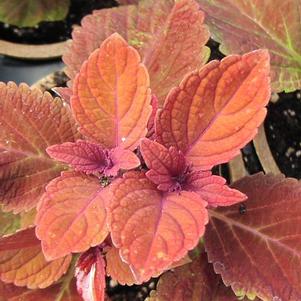 Coleus 'Colorblaze® Rediculous™' Coleus 'Colorblaze® Rediculous™'