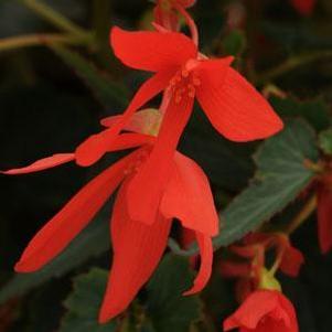 Begonia boliviensis 'Mistral® Orange' Begonia boliviensis 'Mistral® Orange'