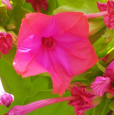 Mirabilis 'Double Tutu' Mirabilis 'Double Tutu'