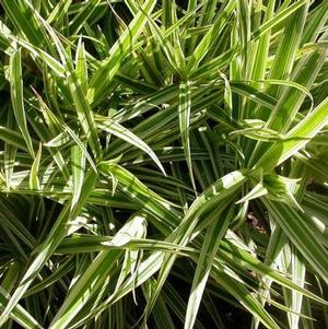 Carex phyllocephala 'Sparkler' Carex phyllocephala 'Sparkler'