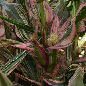 Zea mays 'Pink Zebra' Zea mays 'Pink Zebra'