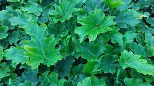 Philodendron 'Little Hope' Philodendron 'Little Hope'