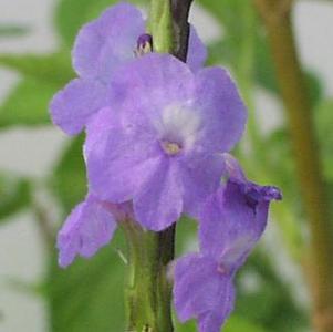 Stachytarpheta 'Lavender' Stachytarpheta 'Lavender'