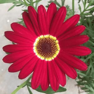 Argyranthemum 'Grandaisy Red' Argyranthemum 'Grandaisy Red'