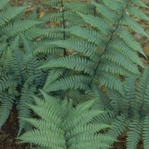 Athyrium x 'Ghost' Athyrium x 'Ghost'