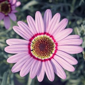 Argyranthemum 'Grandaisy Pink' Argyranthemum 'Grandaisy Pink'
