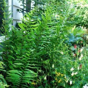 Dryopteris goldiana Dryopteris goldiana
