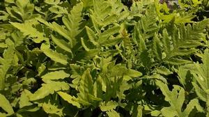 Onoclea sensibilis Onoclea sensibilis