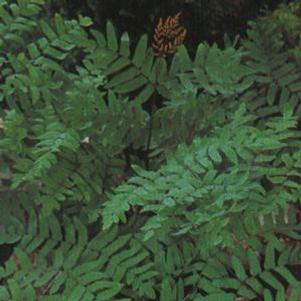 Osmunda regalis reg. 'Purpurascens'