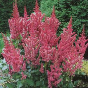 Astilbe chinensis 'Visions'