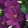 Clematis  'Jackmanii suberba'