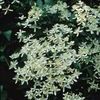 Clematis paniculata