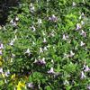 Clematis viticella 'Betty Corning'