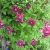 Clematis viticella 'Purpurea Plena Elegans'