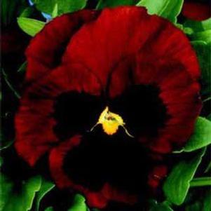 Pansy  'Colossus Red Blotch'