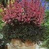Astilbe crispa 'Perkeo'