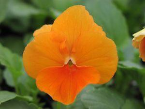 Pansy  'Delta Orange Deep Pure'