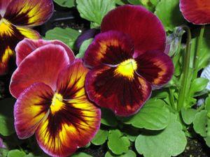 Pansy  'Dynamite Wine Flash'