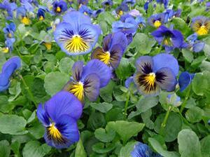 Pansy  'Karma Blue Butterfly'