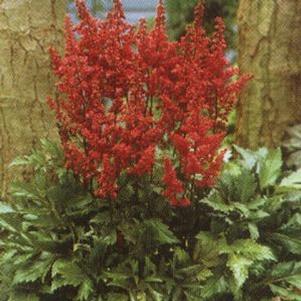 Astilbe japonica 'Elisabeth van Veen'