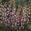 Aconitum carmichaelli 'Pink Sensation'