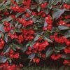 Begonia  'Dragon Wing Red®'