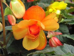 Begonia  'Illumination Apricot'