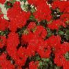 Ivy Geranium 'Mandarin'