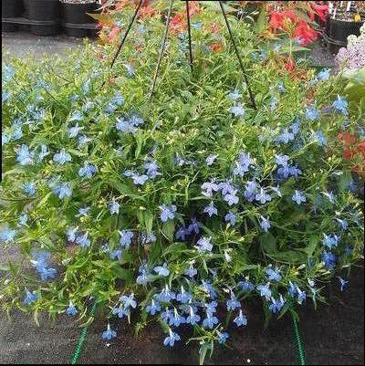 Lobelia 'Techno Blue' Lobelia 'Techno Blue'