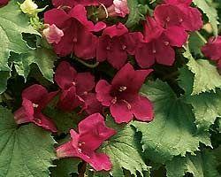 Lophospermum  'Great Cascade Wine Red'