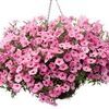 Petunia  'Supertunia Vista Bubblegum®'