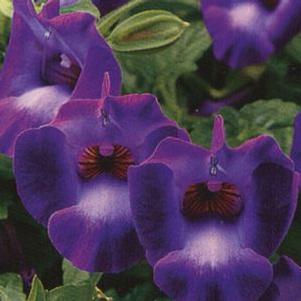 Torenia  'Summer Wave Blue'