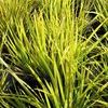 Acorus gramineus aureo. 'Minimus'