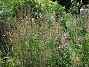 Calamagrostis x acutiflora 'Avalanche'