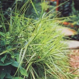 Carex muskingamensis 'Oehme'