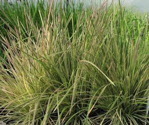 Deschampsia caespitosa 'Northern Lights'