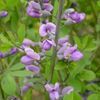 Baptisia  'Purple Smoke'
