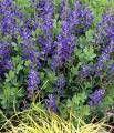 Baptisia australis