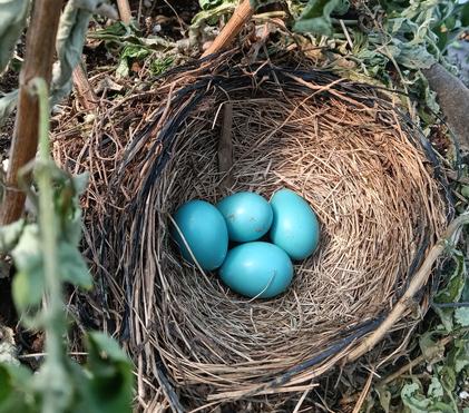 2026 Bird Report