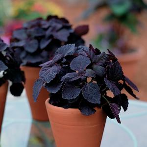 Coleus ColorBlaze® Dark Star