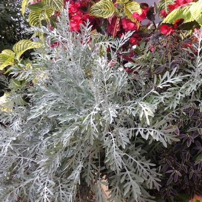 Centaurea Colchester White